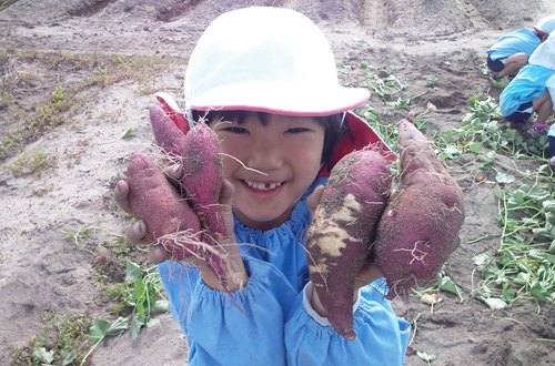 10月の行事【芋ほり】